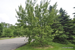 Acer ginnala — photo 3